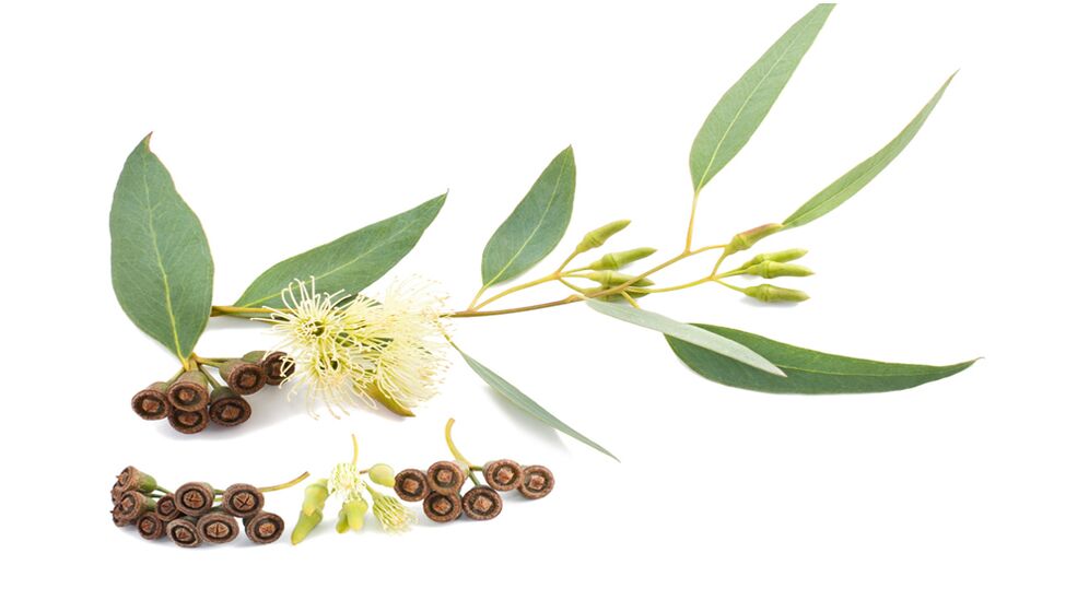 Eucalyptus v Hondrolife